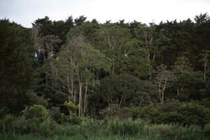 Superficie forestal mundial se redujo en 41 millones de hectáreas entre 2015 y 2025