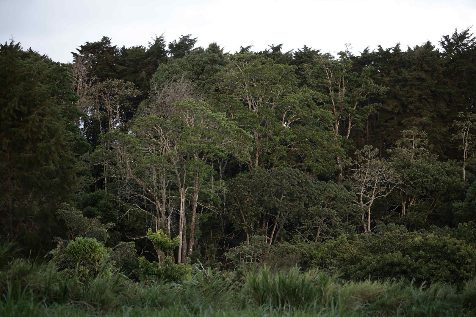 Superficie forestal mundial se redujo en 41 millones de hectáreas entre 2015 y 2025